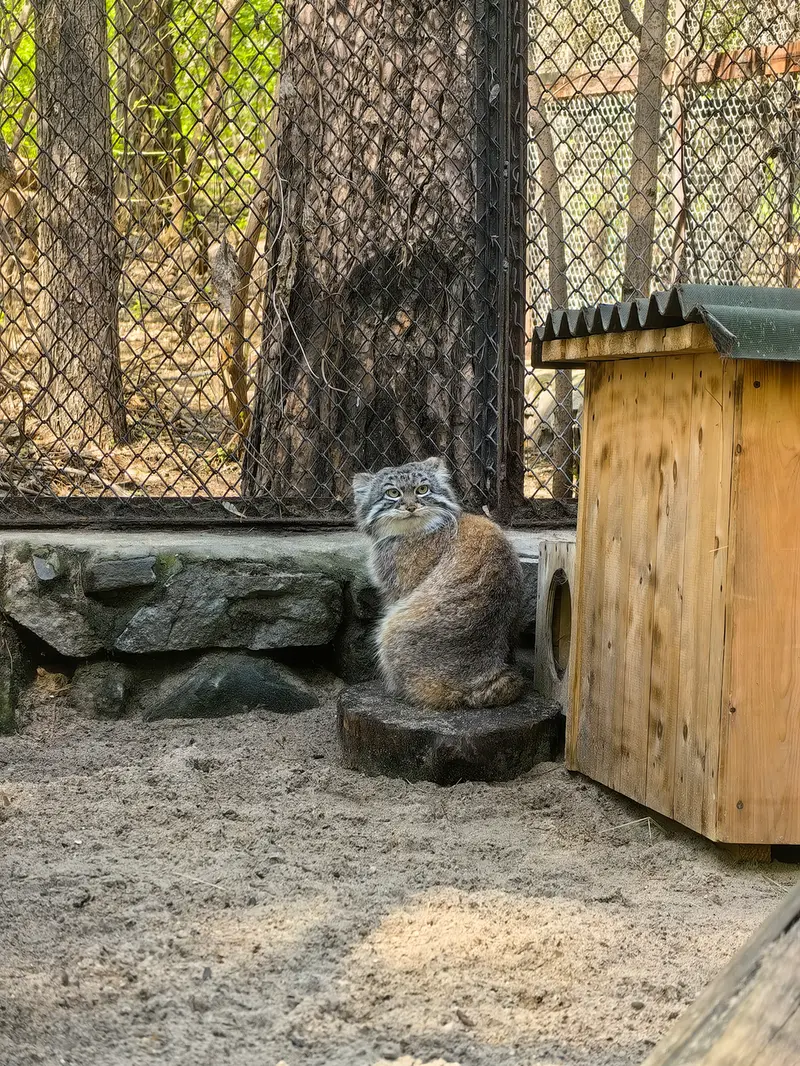 ノヴォシビルスク動物園のルフの写真
