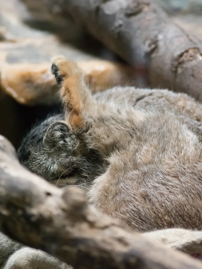 恩賜上野動物園のプリームラの写真