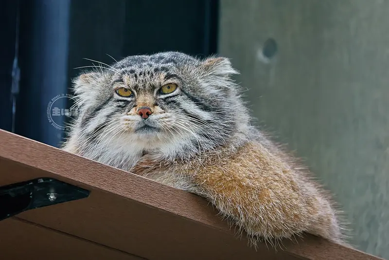 旭山動物園のグルーシャの写真