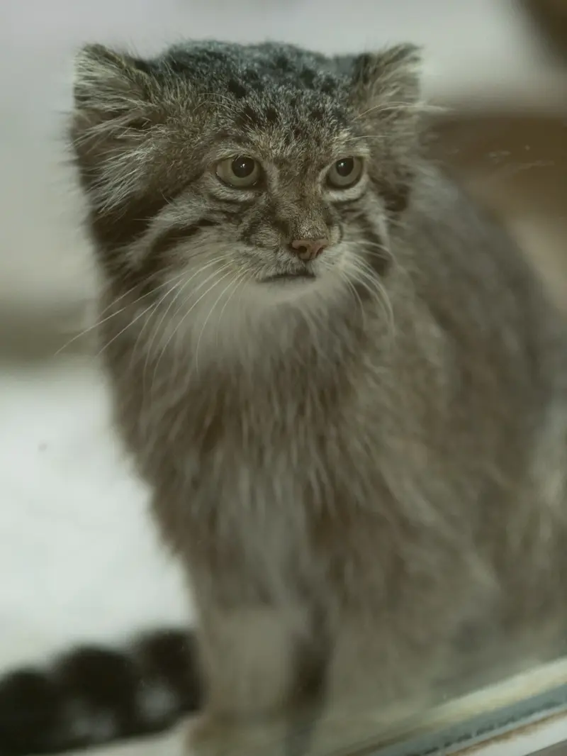 恩賜上野動物園のクリョンの写真