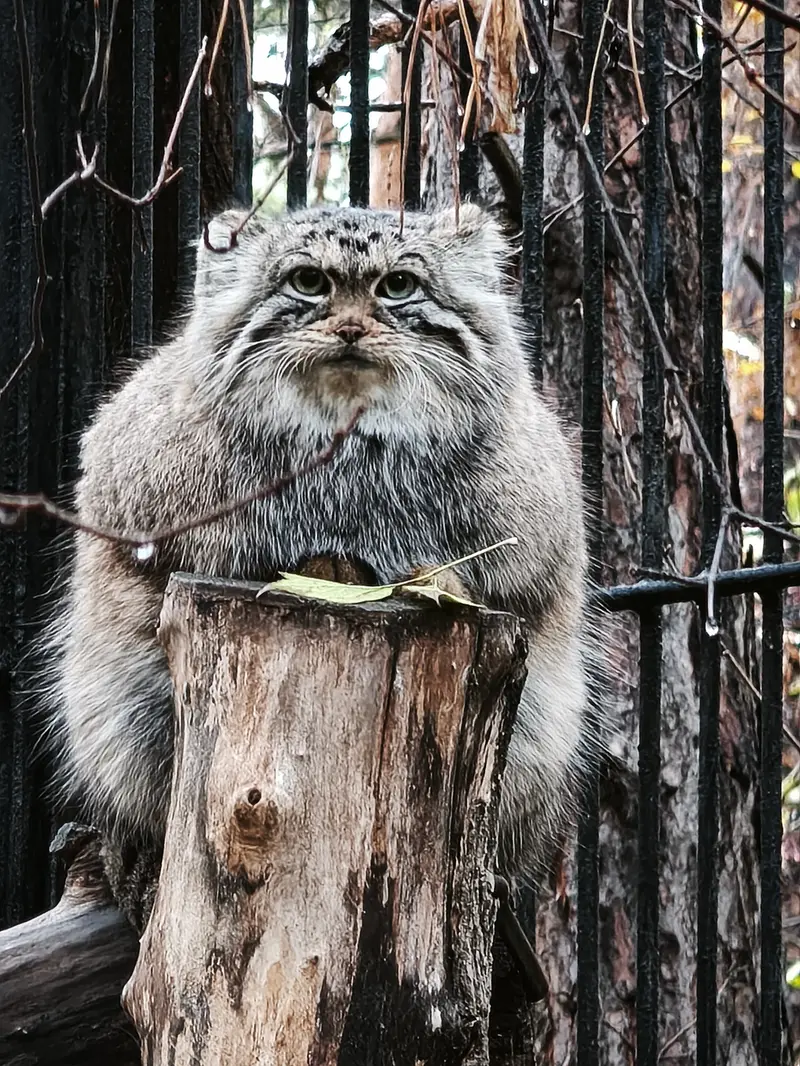 ノヴォシビルスク動物園のアーニャの写真