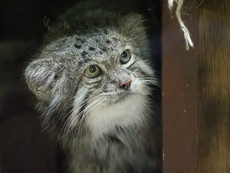 恩賜上野動物園のクリョンの写真