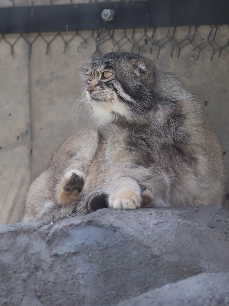 旭山動物園のグルーシャの写真