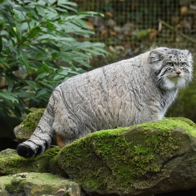 ロッテルダム動物園のノルブの写真