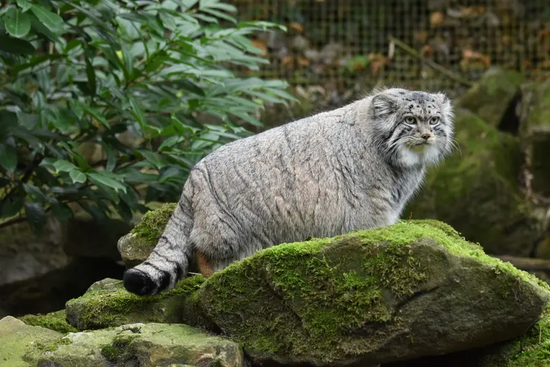 ロッテルダム動物園のノルブの写真