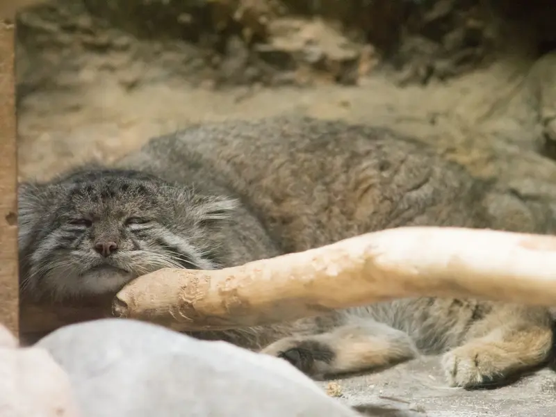 恩賜上野動物園のクリョンの写真