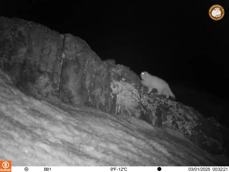 アクタス＝クンコラ［新］カメラトラップで撮影したOtocolobus manul manulの写真
