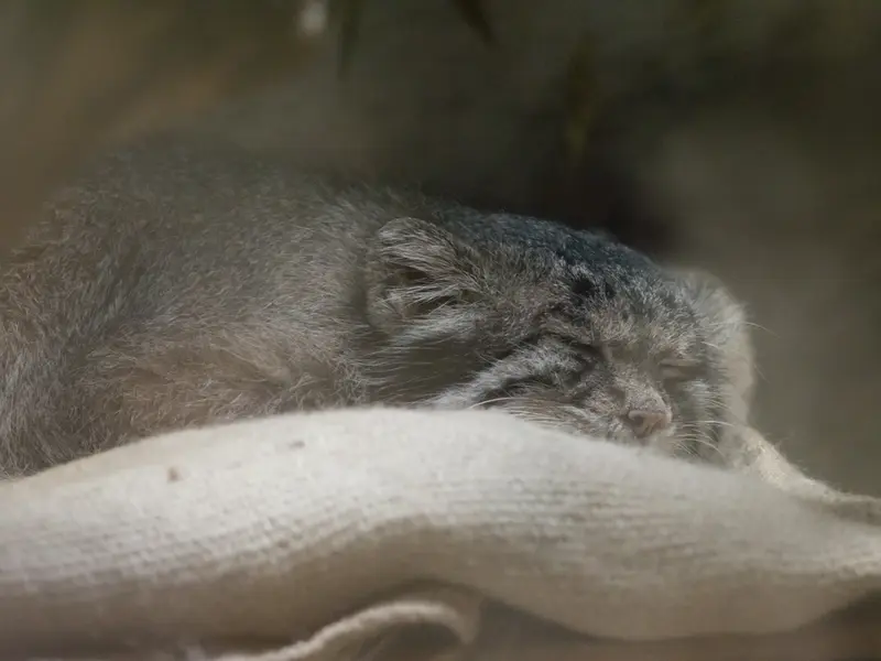 恩賜上野動物園のクリョンの写真