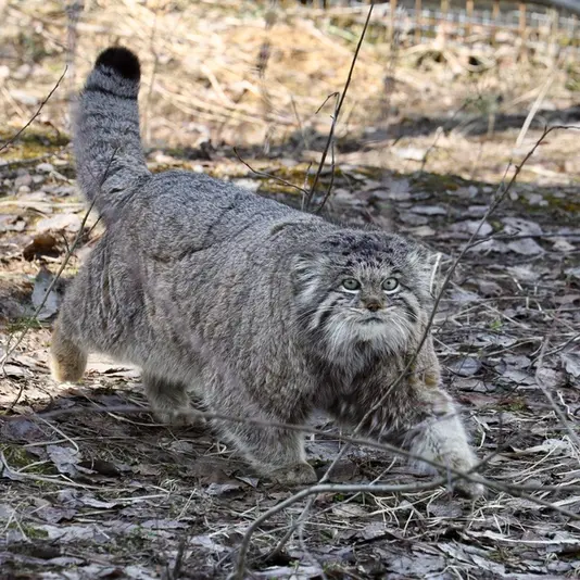 希少動物繁殖センターのイノケンティの写真