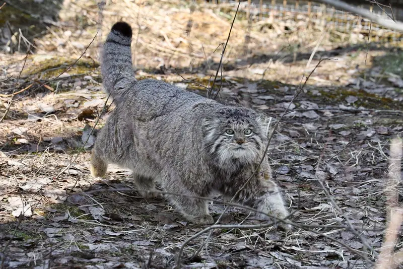 希少動物繁殖センターのイノケンティの写真