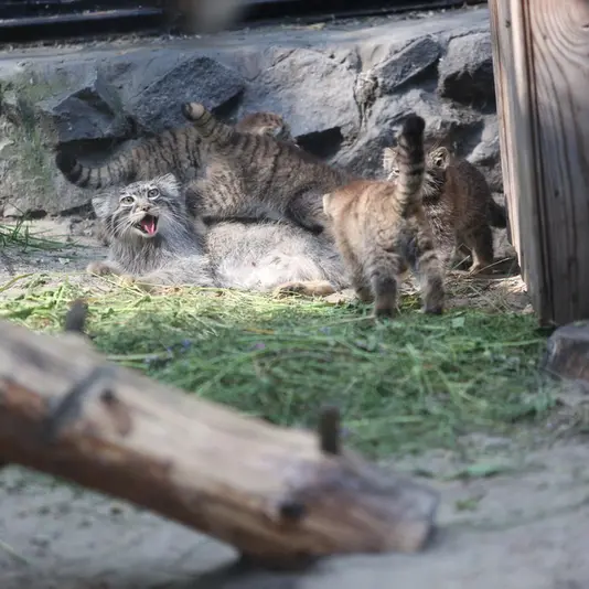 ノヴォシビルスク動物園のアイシャ、ザラ、ドラチュン、デルスとアルタイの写真