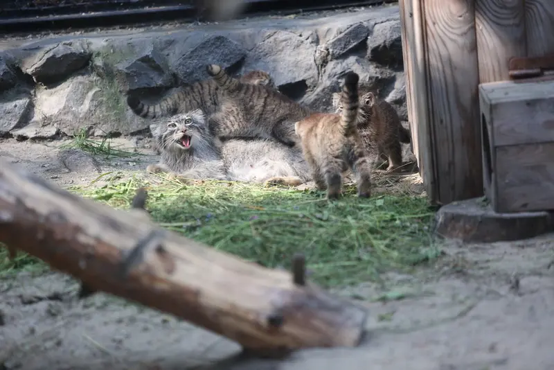 ノヴォシビルスク動物園のアイシャ、ザラ、ドラチュン、デルスとアルタイの写真