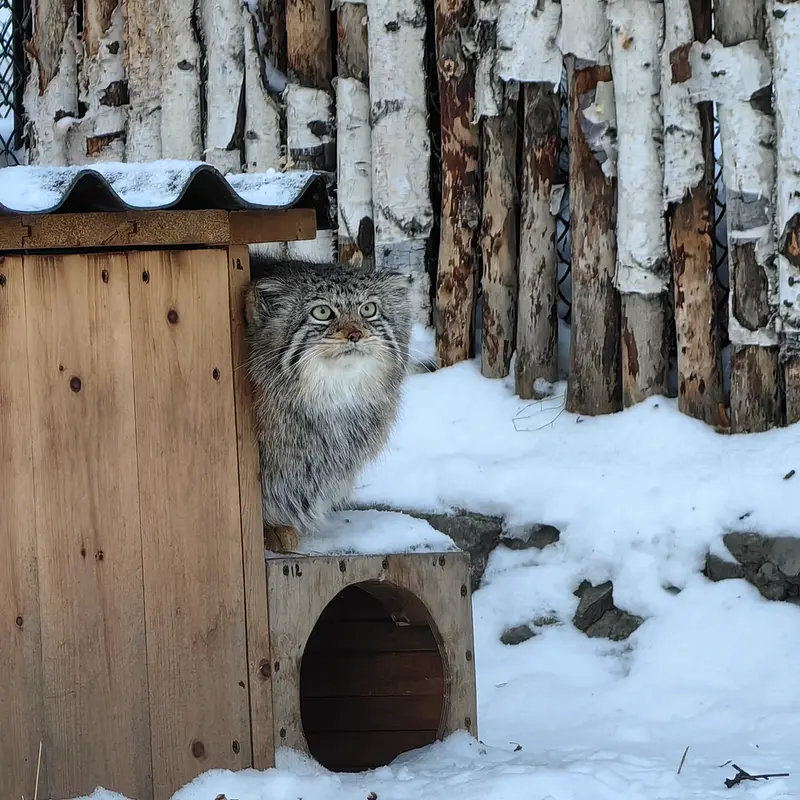 ノヴォシビルスク動物園のイヴの写真