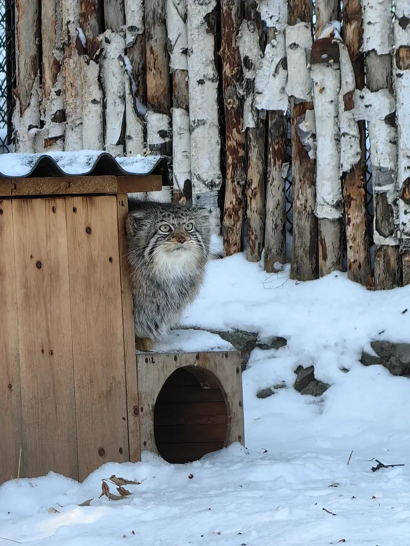 ノヴォシビルスク動物園のイヴの写真