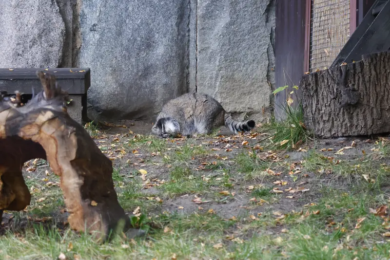 モスクワ動物園のティモフェイの写真
