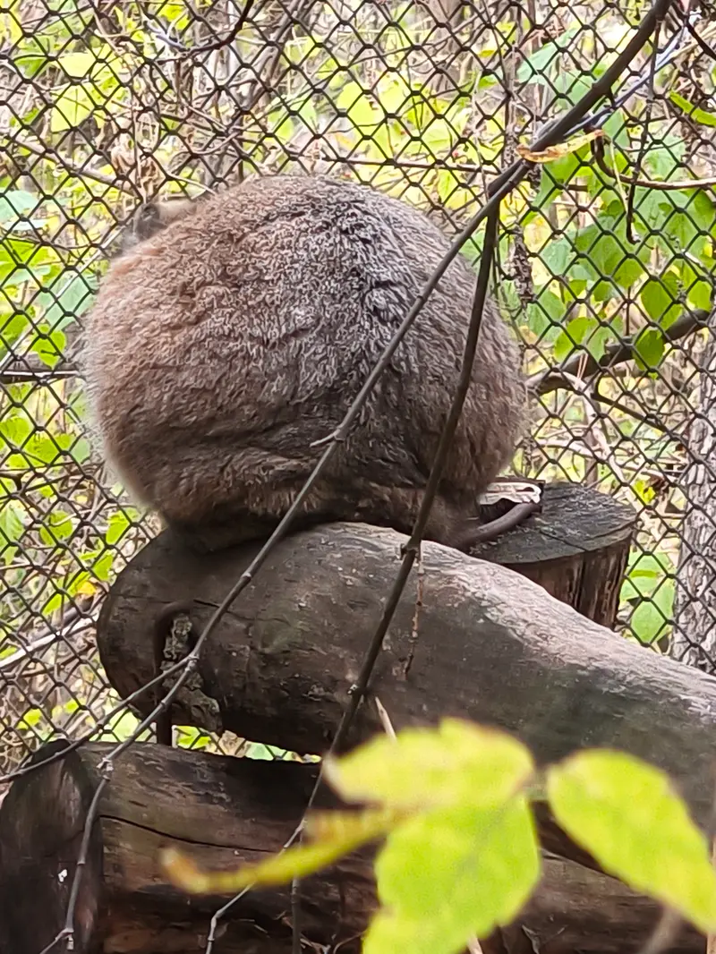 ノヴォシビルスク動物園のゾーシャの写真