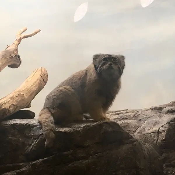 プロスペクト・パーク動物園のボリスの写真
