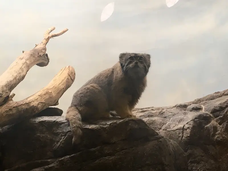 プロスペクト・パーク動物園のボリスの写真