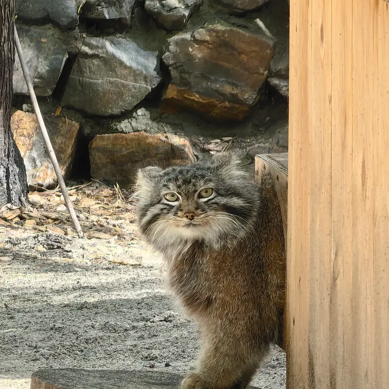 ノヴォシビルスク動物園のレオンの写真