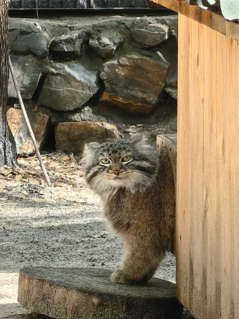 ノヴォシビルスク動物園のレオンの写真