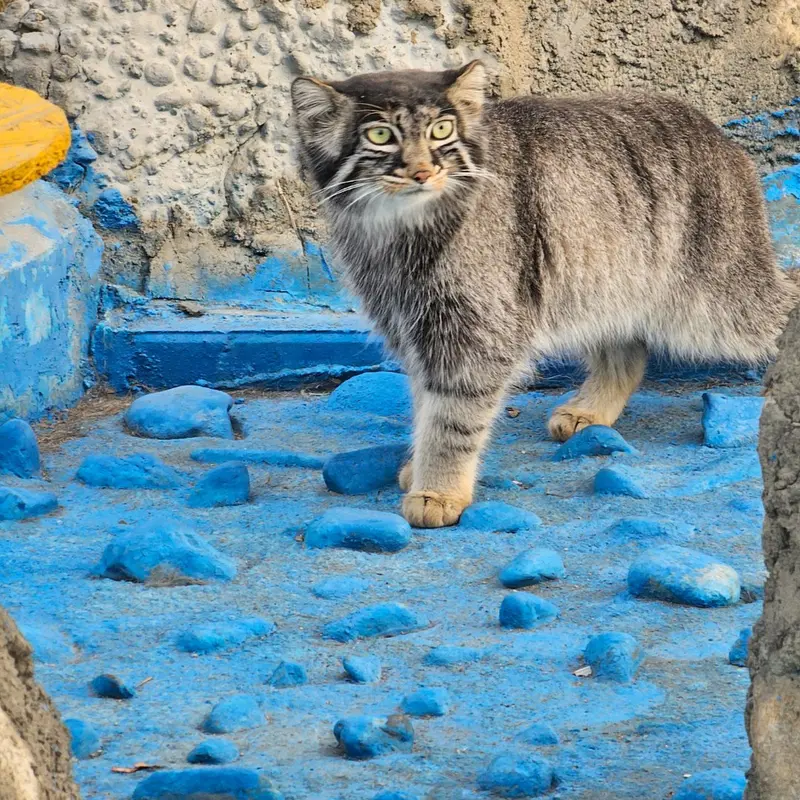 曲水動物園のクオハオの写真