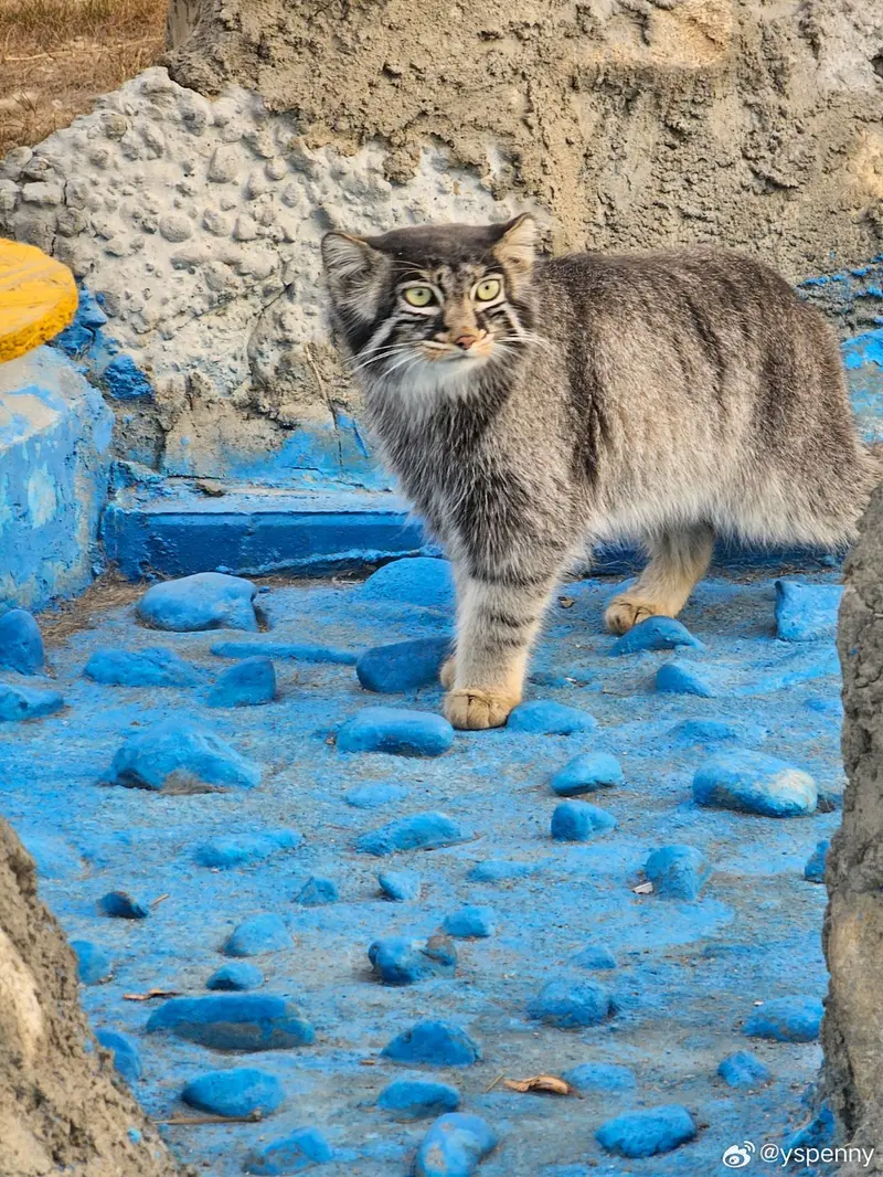 曲水動物園のクオハオの写真