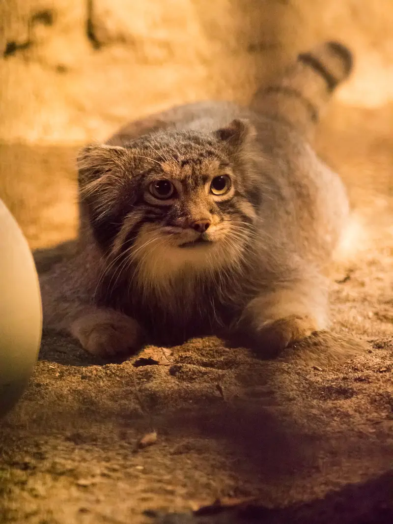 野毛山動物園のフィーガの写真