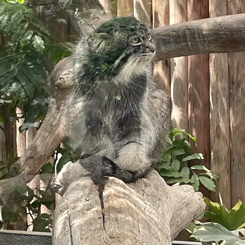 神戸どうぶつ王国のナルの写真