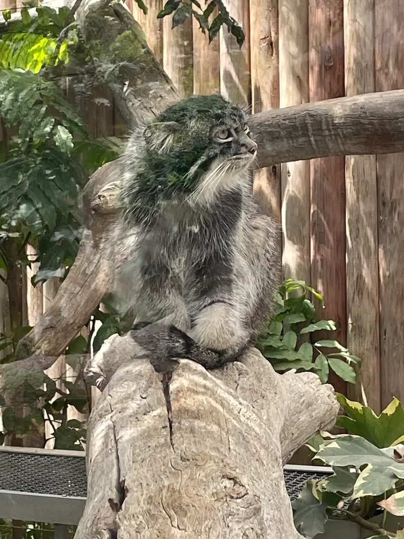 神戸どうぶつ王国のナルの写真