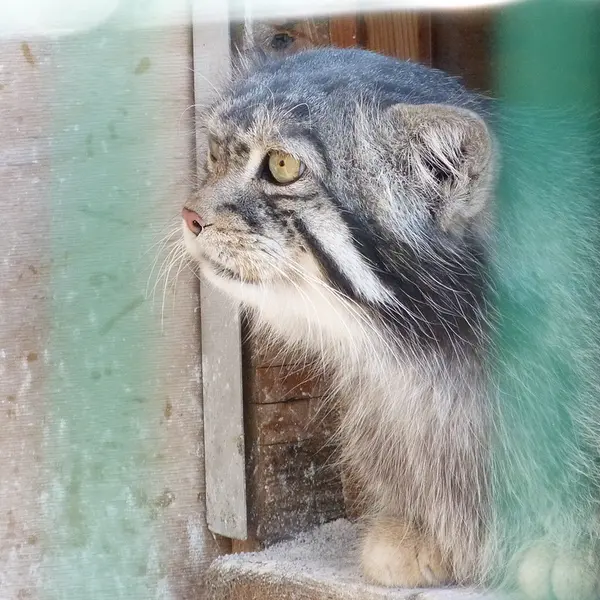 バルナウル動物園「レースナヤ・スカースカ」のチップの写真