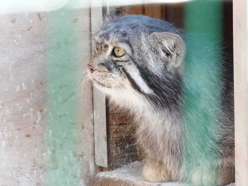 バルナウル動物園「レースナヤ・スカースカ」のチップの写真
