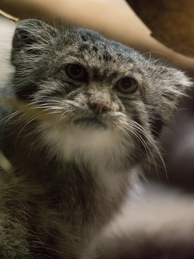 恩賜上野動物園のクリョンの写真