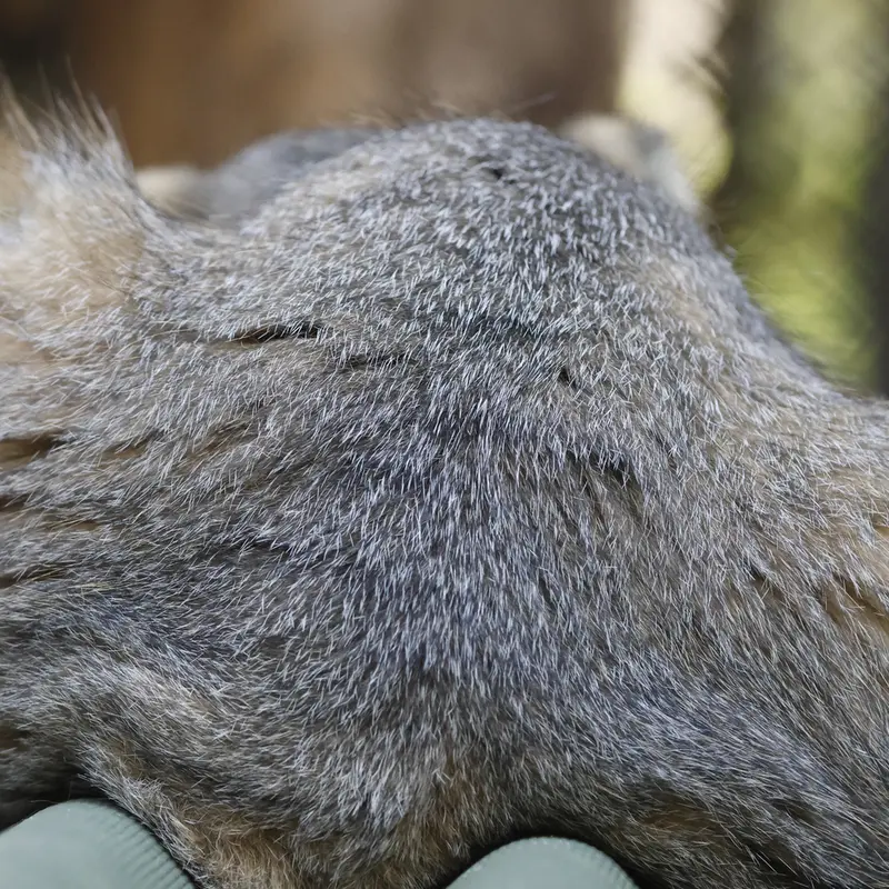 ノヴォシビルスク動物園のジョージの写真