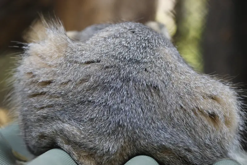 ノヴォシビルスク動物園のジョージの写真
