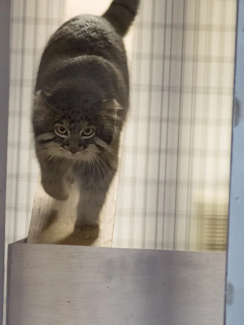 野毛山動物園のフィーガの写真