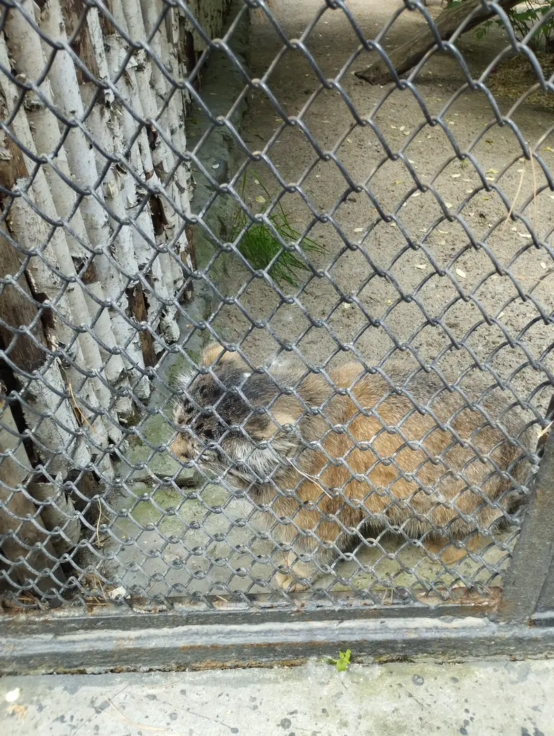ノヴォシビルスク動物園のマヌルネコの写真