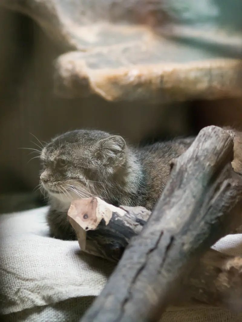 恩賜上野動物園のプリームラの写真