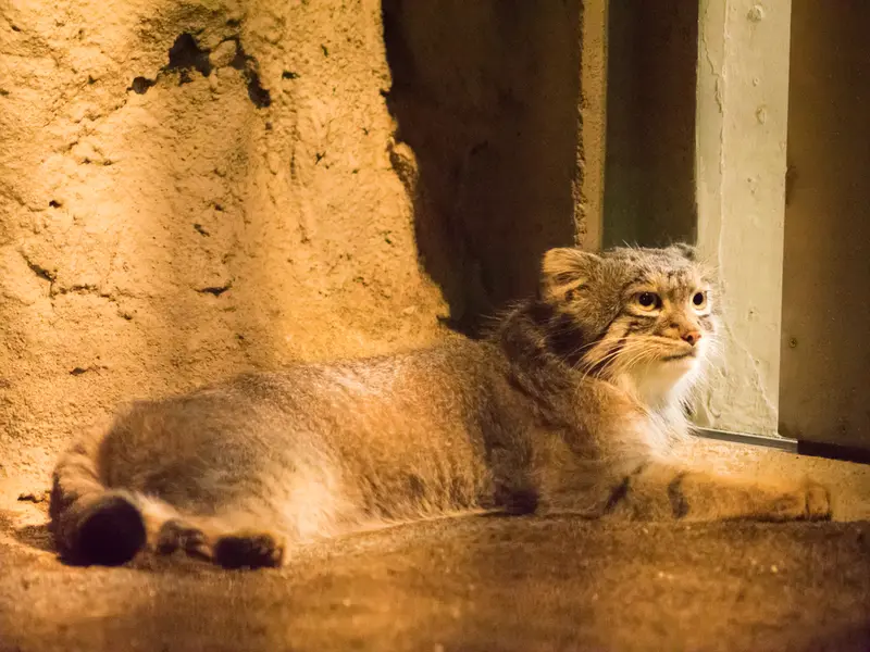野毛山動物園のフィーガの写真