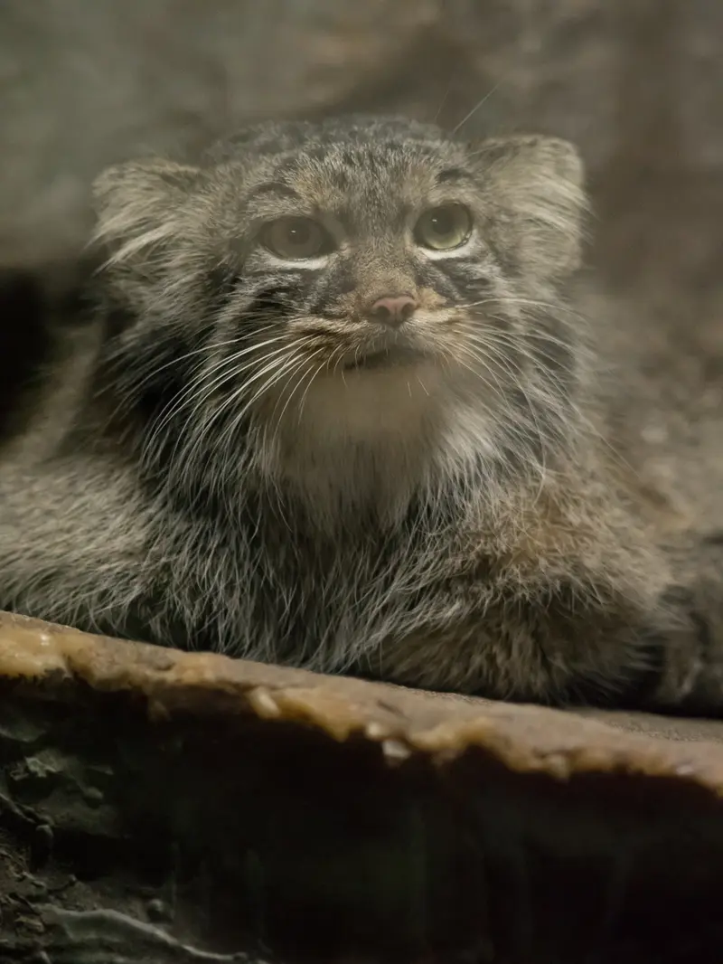 恩賜上野動物園のサフランの写真