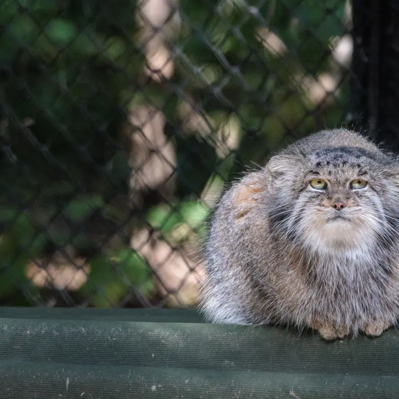 ノヴォシビルスク動物園のミアの写真