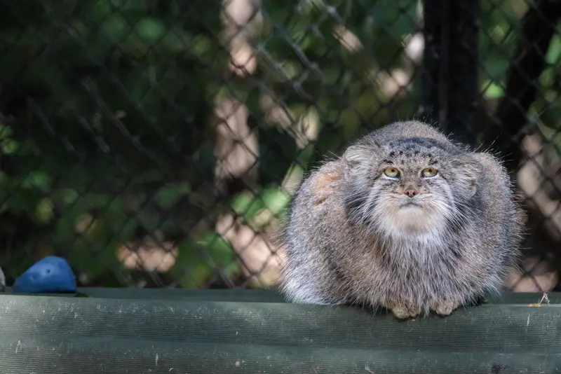 ノヴォシビルスク動物園のミアの写真