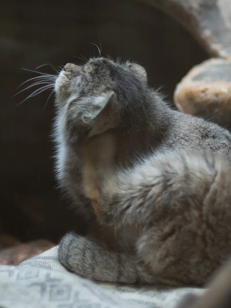 恩賜上野動物園のプリームラの写真
