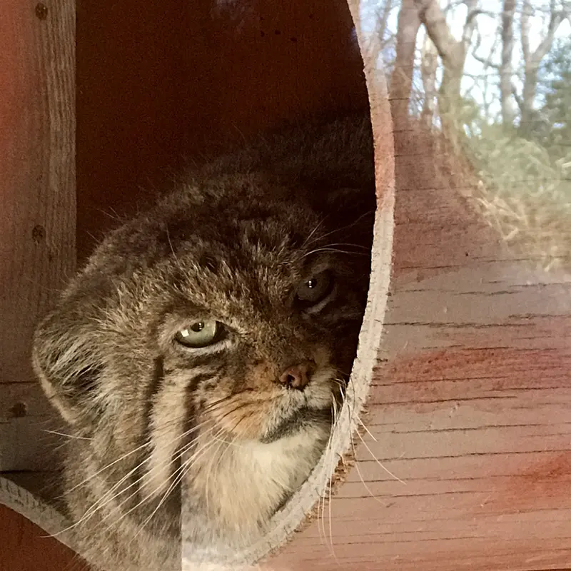 埼玉県こども動物自然公園のセバスチャンの写真