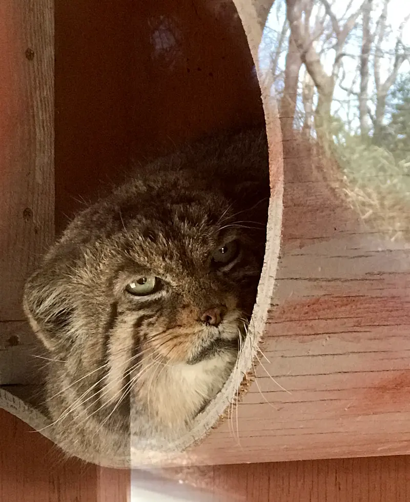埼玉県こども動物自然公園のセバスチャンの写真