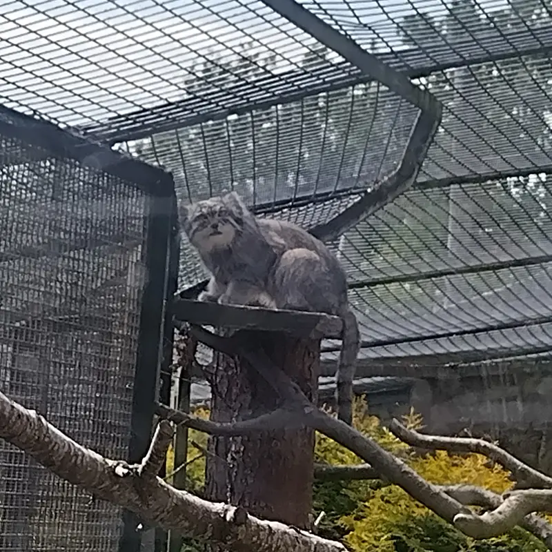 エディンバラ動物園のアキコの写真
