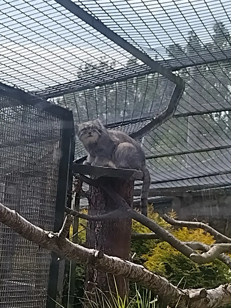 エディンバラ動物園のアキコの写真