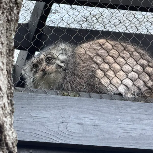 プロスペクト・パーク動物園のサルナイの写真