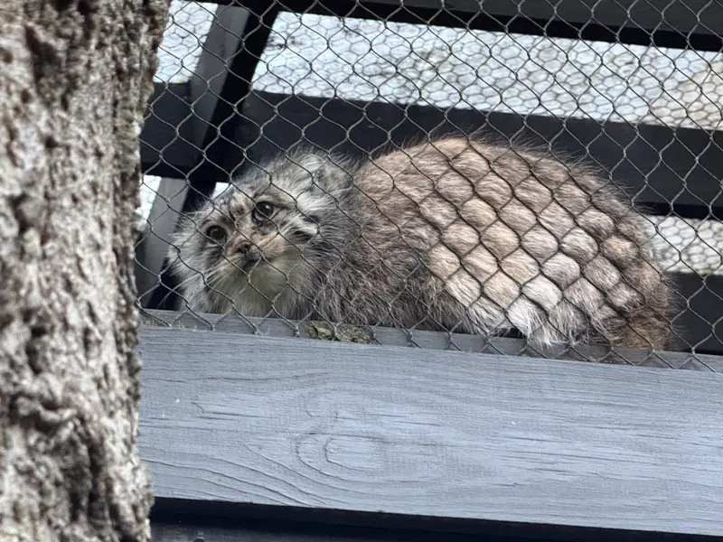 プロスペクト・パーク動物園のサルナイの写真