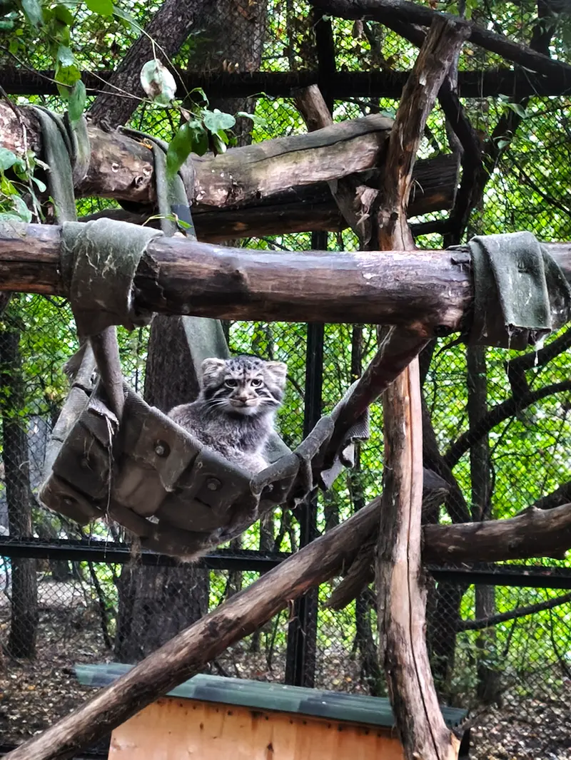 ノヴォシビルスク動物園のマヌルネコの写真