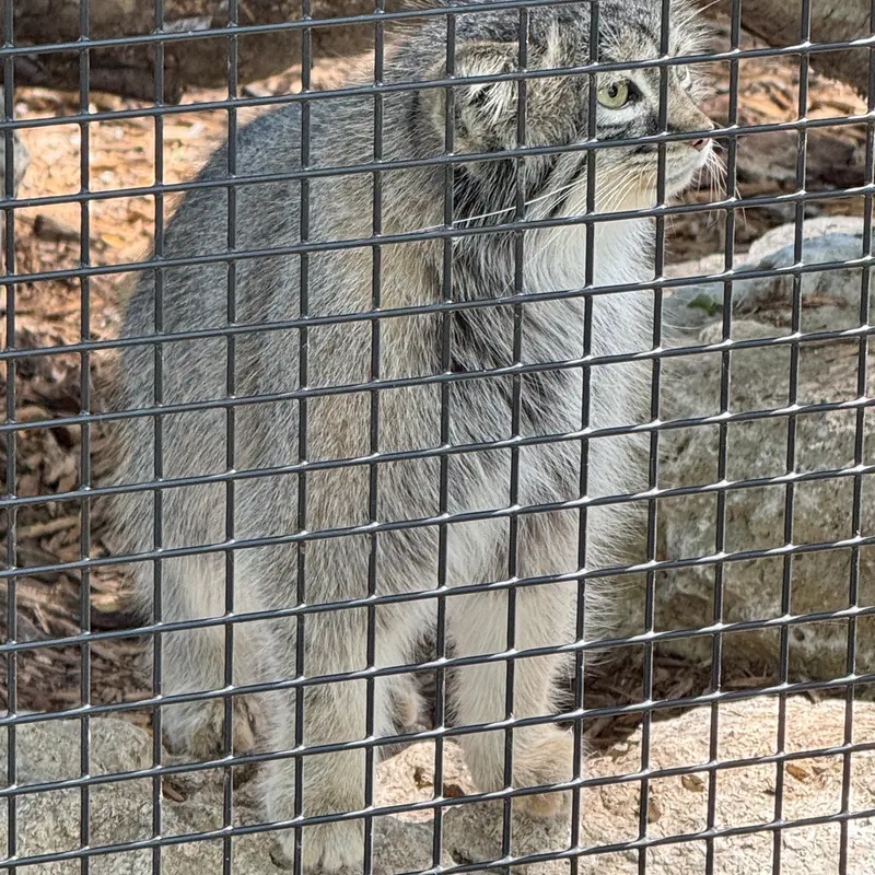 ニアイビ動物園のイーヴィーの写真
